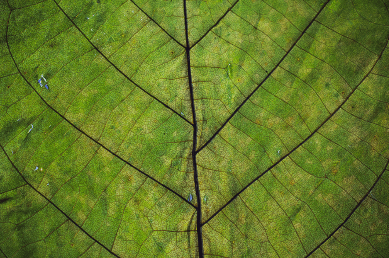 leaf 1